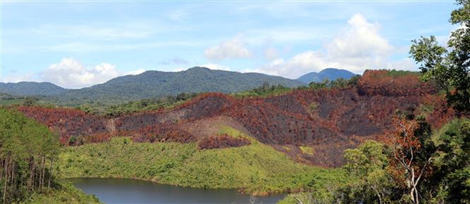 Kon Tum: Điều tra vụ cháy hơn 12ha rừng thông ở huyện Kon Plông ảnh 1