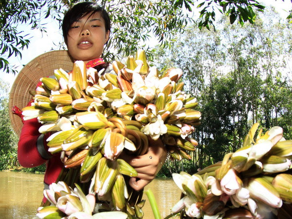 Hấp dẫn du lịch trải nghiệm mùa nước nổi ở Vườn Tràm Chim ảnh 2