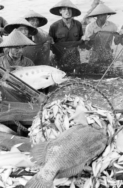 [Photo] 62 năm Ngày truyền thống ngành Thủy sản Việt Nam ảnh 33