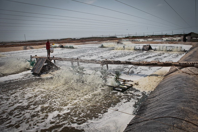 [Photo] 62 năm Ngày truyền thống ngành Thủy sản Việt Nam ảnh 13