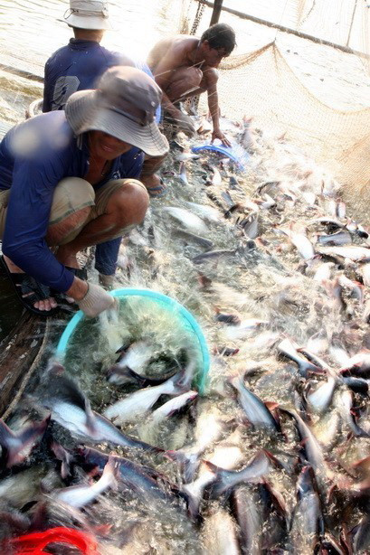 [Photo] 62 năm Ngày truyền thống ngành Thủy sản Việt Nam ảnh 25