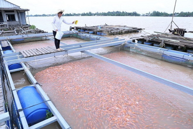 [Photo] 62 năm Ngày truyền thống ngành Thủy sản Việt Nam ảnh 22