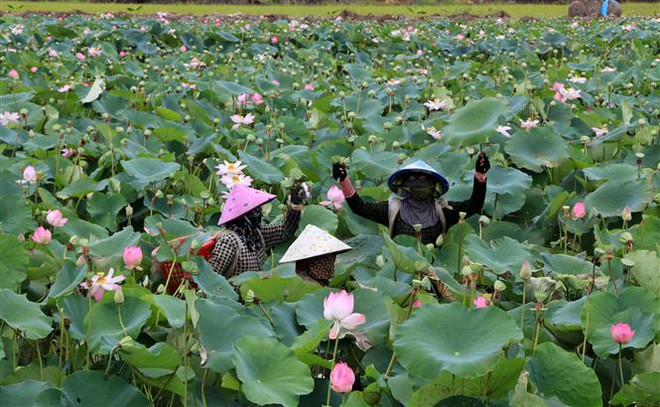 Người dân xã Hưng Thạnh, huyện Tháp Mười thu hoạch gương sen. (Ảnh: Nhựt An/TTXVN) Trồng sen cho người nông dân lợi nhuận trên 100 triệu đồng mỗi ha ảnh 1