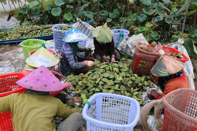 Người dân xã Hưng Thạnh, huyện Tháp Mười phân loại gương sen sau khi thu hoạch. (Ảnh: Nhựt An/TTXVN) Trồng sen cho người nông dân lợi nhuận trên 100 triệu đồng mỗi ha ảnh 2