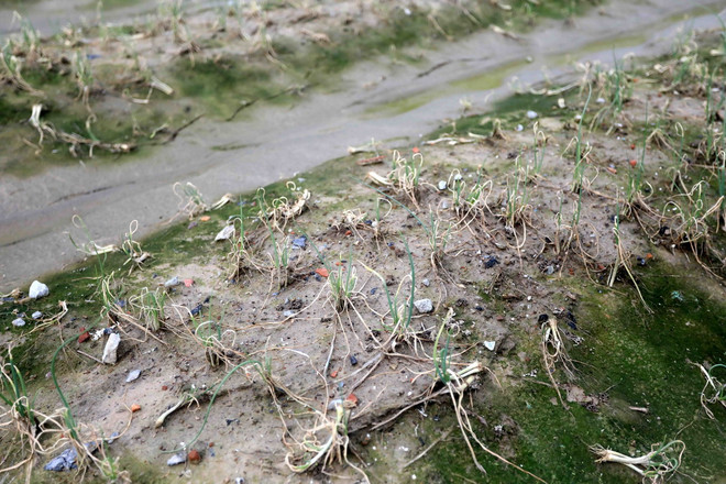 ttxvn_cay trong bi hu hong.jpg