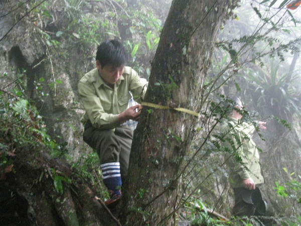 Bảo tồn 2 loài cây quý hiếm ở Khu bảo tồn thiên nhiên Pù Luông ảnh 2