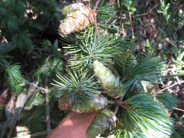 Bảo tồn 2 loài cây quý hiếm ở Khu bảo tồn thiên nhiên Pù Luông ảnh 1