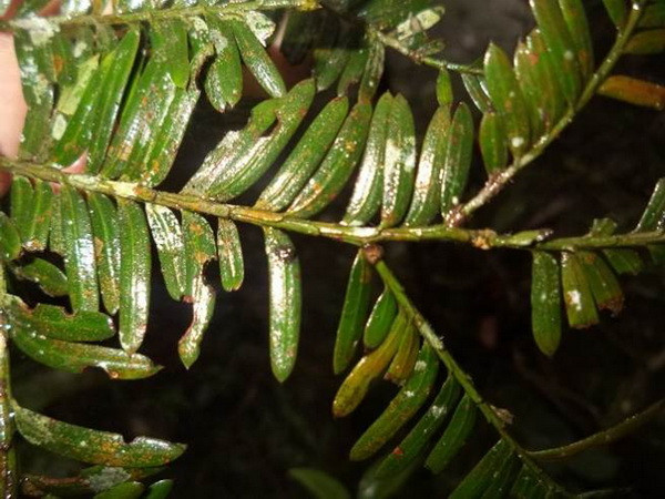 Bảo tồn 2 loài cây quý hiếm ở Khu bảo tồn thiên nhiên Pù Luông ảnh 3