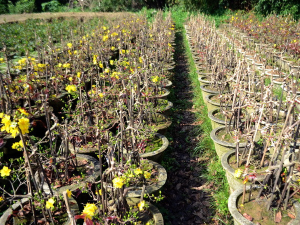 TP.HCM: Mưa trái mùa khiến người trồng mai điêu đứng ảnh 1