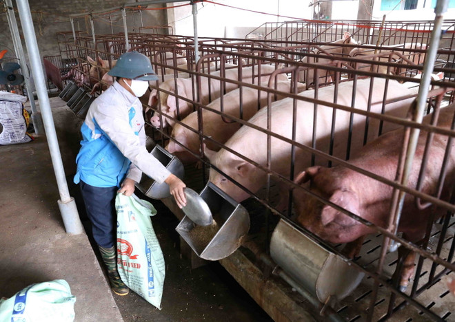 Bộ trưởng Nguyễn Xuân Cường: Quý 4 sẽ đảm bảo đủ nguồn cung lợn giống ảnh 1