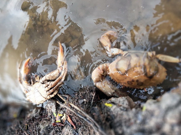 Cà Mau xác định nguyên nhân cua chết bất thường trên diện rộng ảnh 1