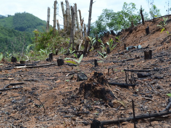 Nhức nhối nạn chặt phá rừng trồng nguyên liệu giấy ở Bình Định ảnh 1