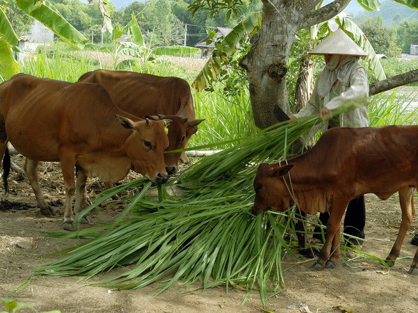 Đề xuất quy trình xác định hộ nghèo giai đoạn 2016-2020 ảnh 1