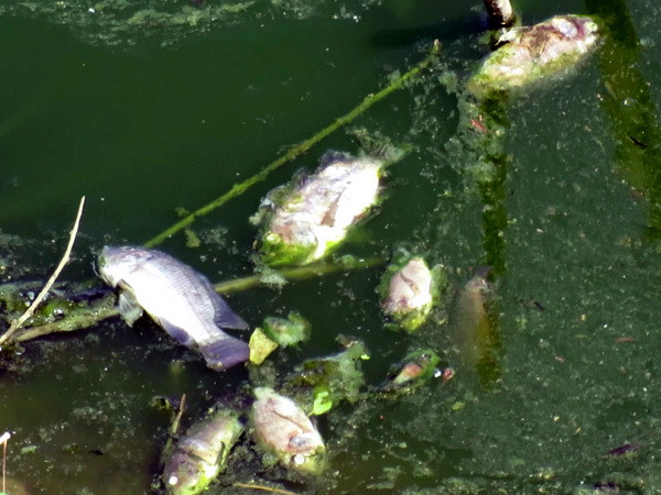 Tăng thời gian hỗ trợ ngư dân miền Trung bị thiệt hại do cá chết ảnh 1