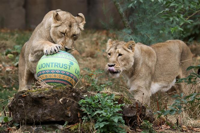 Quy mô của các loài vật hoang dã không sụt giảm như quan ngại ảnh 1
