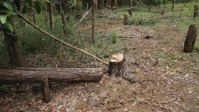 Lâm Đồng: Phục hồi điều tra vụ lâm tặc hành hung người tố phá rừng ảnh 1