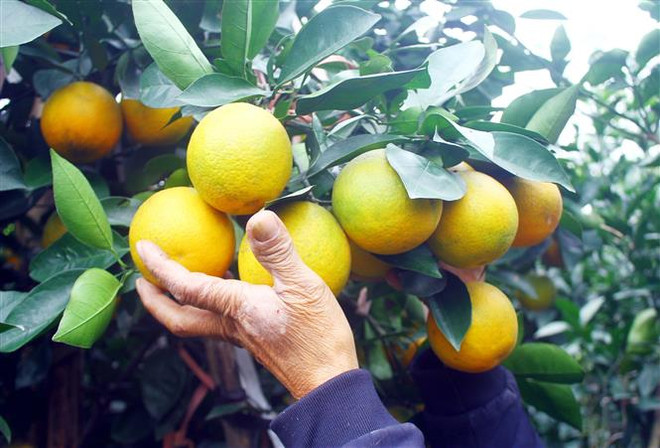 Thương lái đổ về Nghi Lộc đặt mua cam ''tiến Vua'' dịp Tết Nguyên đán ảnh 1