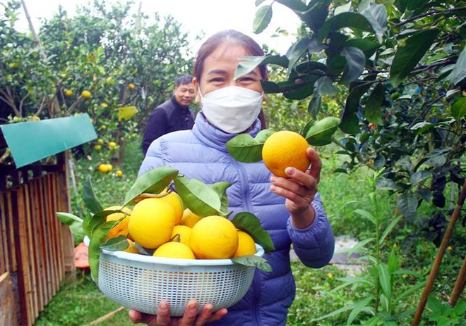 Thương lái đổ về Nghi Lộc đặt mua cam ''tiến Vua'' dịp Tết Nguyên đán ảnh 3