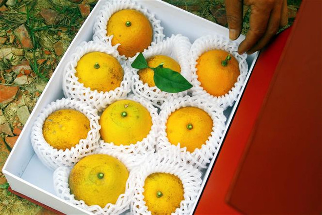 Thương lái đổ về Nghi Lộc đặt mua cam ''tiến Vua'' dịp Tết Nguyên đán ảnh 2
