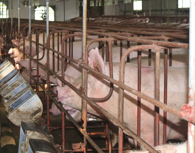 Đồng Nai: Phát hiện 130 con lợn dương tính với chất cấm tạo nạc ảnh 1