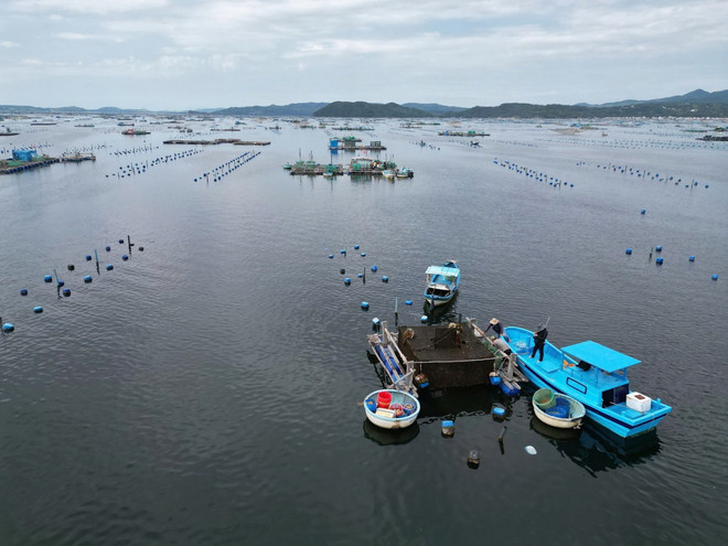 ttxvn_tom o Phu Yen1.jpg