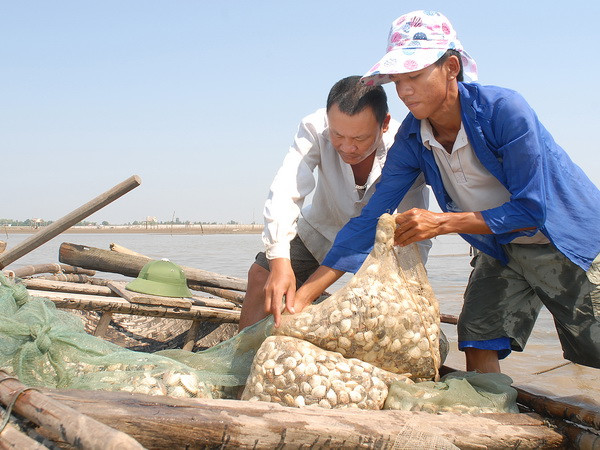 1.100ha ngao chết rải rác tại Ninh Bình không phải do dịch bệnh ảnh 1
