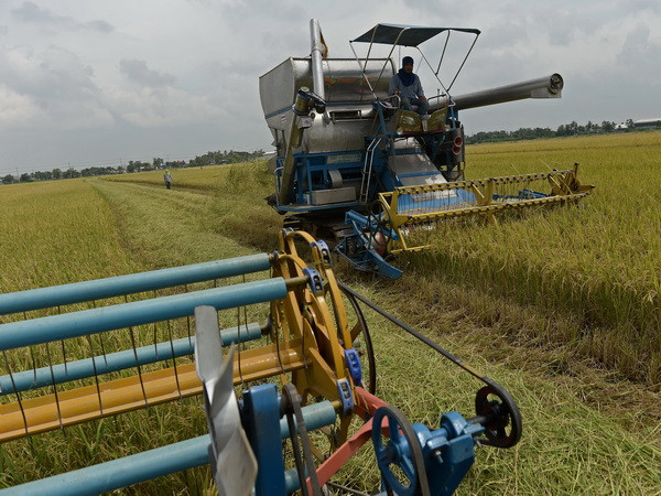 Thái Lan xem xét giảm diện tích trồng lúa trong vòng 20 năm ảnh 1