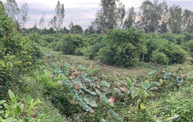 An Giang: Bắt giữ nghi phạm giết người, cướp của tại huyện Châu Phú ảnh 2