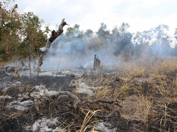 Phát hiện vụ phá rừng phòng hộ quy mô lớn tại Kon Tum ảnh 1
