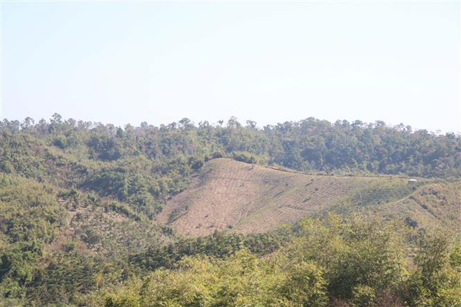 Đắk Nông: Gian nan hành trình giữ rừng phòng hộ Gia Nghĩa ảnh 1