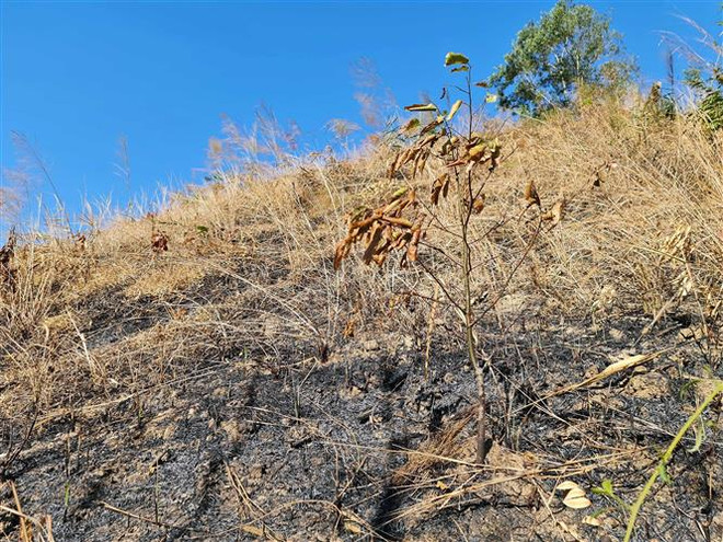 Đắk Nông: Gian nan hành trình giữ rừng phòng hộ Gia Nghĩa ảnh 3