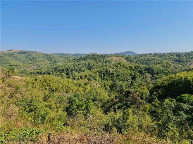 Đắk Nông: Gian nan hành trình giữ rừng phòng hộ Gia Nghĩa ảnh 5