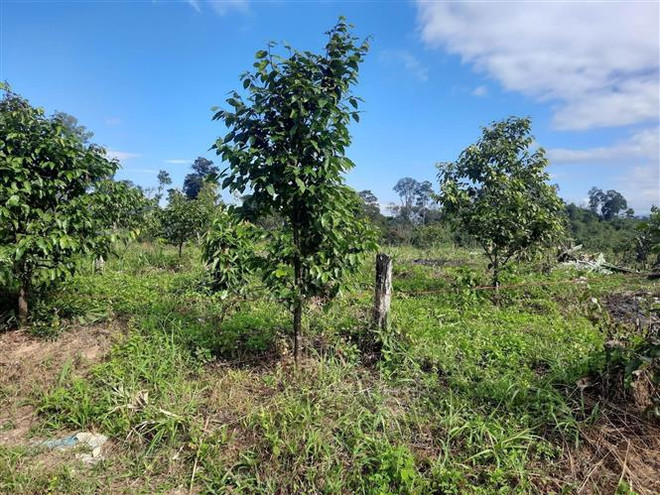 Đắk Nông: Gian nan hành trình giữ rừng phòng hộ Gia Nghĩa ảnh 6