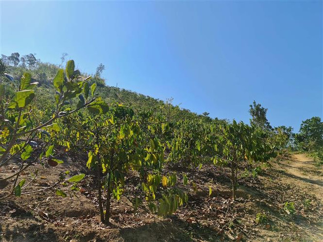 Đắk Nông: Gian nan hành trình giữ rừng phòng hộ Gia Nghĩa ảnh 4