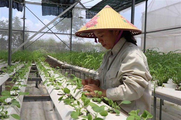 Phát triển nông nghiệp công nghệ cao trong xây dựng nông thôn mới. (Ảnh: Thanh Thương/TTXVN) Tạo đột phá để nông nghiệp Thủ đô tăng trưởng trên 4% năm 2021 ảnh 1