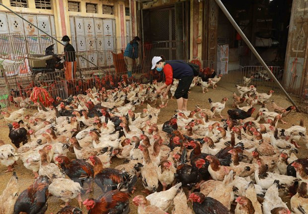 TP Hồ Chí Minh tăng cường các hoạt động giám sát dịch cúm H5N1 ảnh 1