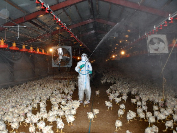 Nhật Bản lại bùng phát dịch cúm gia cầm tại tỉnh Okayama ảnh 1