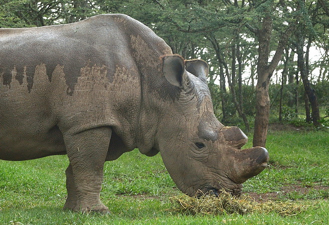 Nỗ lực chống nạn săn trộm tê giác tại Nam Phi có hiệu quả ảnh 1