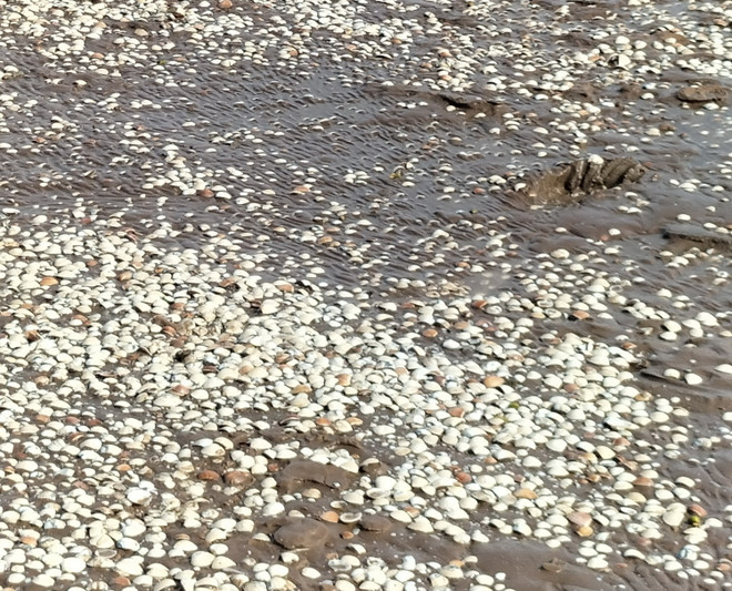 Bến Tre không phát hiện các mầm bệnh trên nghêu chết hàng loạt ảnh 1