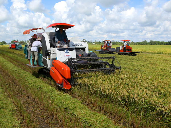 Năng suất lúa Hè Thu tại Cần Thơ tăng vượt mức dự kiến ảnh 1