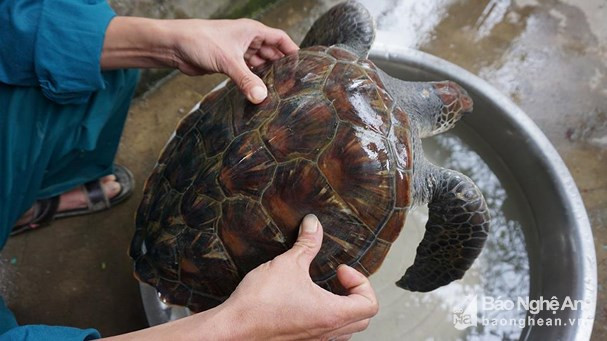 Nghệ An: Ngư dân giải cứu một cá thể rùa biển quý hiếm ảnh 1