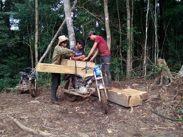 Xử lý nghiêm các cá nhân liên quan vụ phá rừng tại Đăk Glei ảnh 1