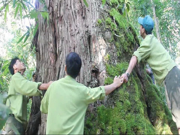 Kiểm tra các cá nhân, tổ chức nghi có vi phạm trong vụ phá rừng pơmu ảnh 1