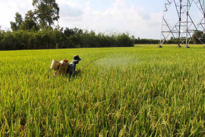 Giải pháp đảm bảo sản xuất hiệu quả vụ lúa Hè Thu và Thu Đông ảnh 1