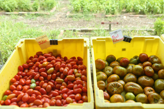 Bài 4: Trang trại cộng đồng giúp người Mỹ giải bài toán thực phẩm sạch ảnh 11