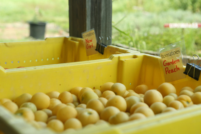 Bài 4: Trang trại cộng đồng giúp người Mỹ giải bài toán thực phẩm sạch ảnh 7