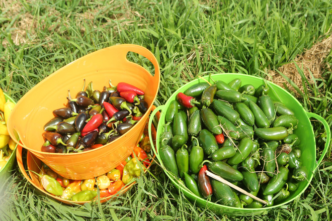 Bài 4: Trang trại cộng đồng giúp người Mỹ giải bài toán thực phẩm sạch ảnh 16