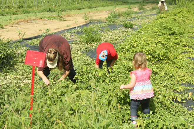 Bài 4: Trang trại cộng đồng giúp người Mỹ giải bài toán thực phẩm sạch ảnh 9