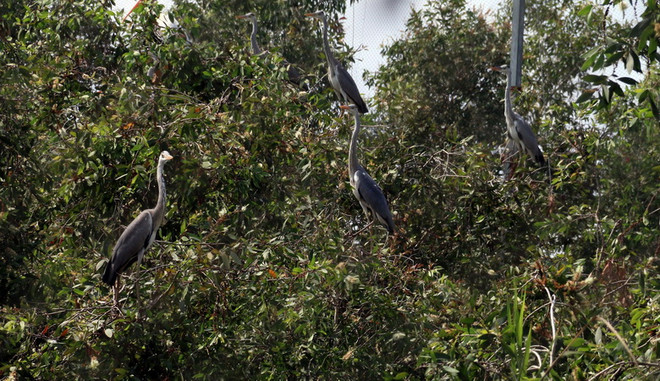 Chuyên gia: Cần xây dựng, hoàn thiện Luật Bảo vệ động vật hoang dã ảnh 2