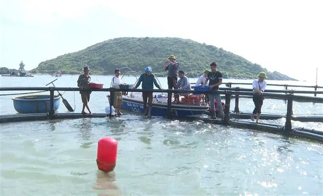Ứng dụng mô hình nuôi cá bớp trên biển đầu tiên tại Quảng Bình ảnh 1